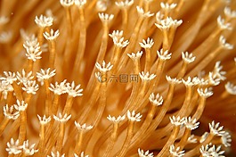 corel 拉尔,水下生活,海