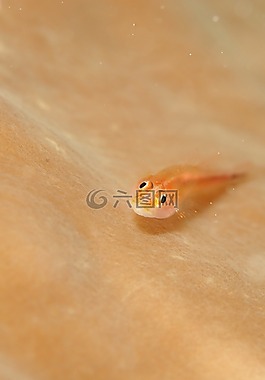 鱼,水下生活,海