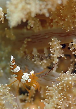 癌症,水下生活,海