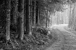 穿过林间小路,林道,b＆w的照片