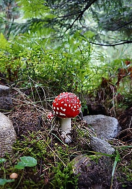 蘑菇,森林,鹅膏菌