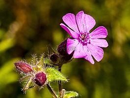 香石竹,花,厂