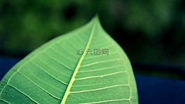 叶子,绿叶,树叶