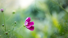 叶子,绿叶,树叶