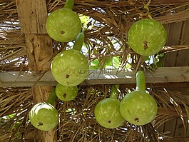 白瓜,诱导 siceraria,作物