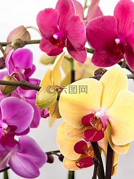 兰花,蝴蝶兰,热带