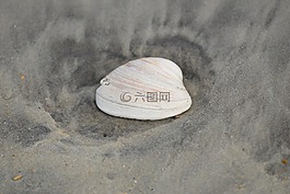 贝壳,海贝壳,沙