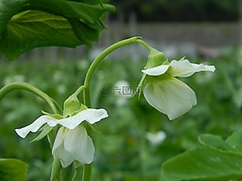 花,豌豆,字段
