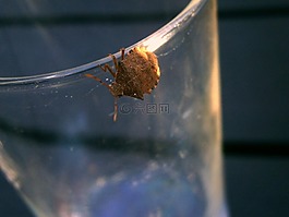 昆虫,bug,arma保管人