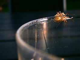 昆虫,bug,arma保管人