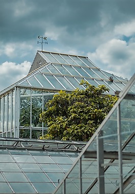 温室,植物,自然