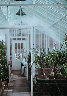 温室,植物,自然