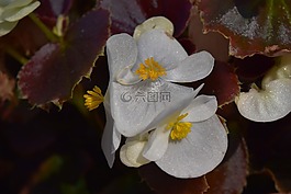 秋海棠,花,鲜花