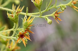碎石虎耳草,高山植物,虎耳草mutata
