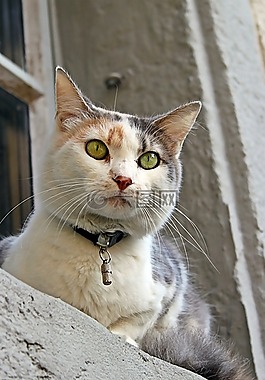猫,宠物,喵呜声