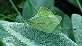 蝴蝶,小青菜白岭,白岭