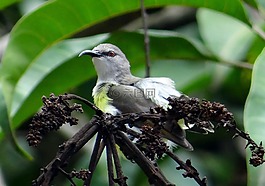 紫腰太阳鸟,leptocoma zeylonica,太阳鸟