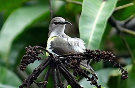 紫腰太阳鸟,leptocoma zeylonica,太阳鸟