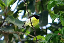 紫腰太阳鸟,leptocoma zeylonica,太阳鸟
