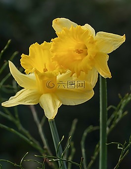 黄色水仙花图片 黄色水仙花素材 黄色水仙花模板免费下载 六图网