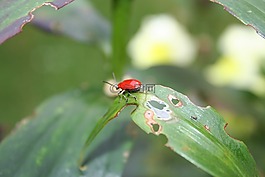 甲虫,红色甲壳虫,叶损伤