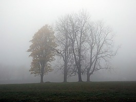 雾,旅行,树