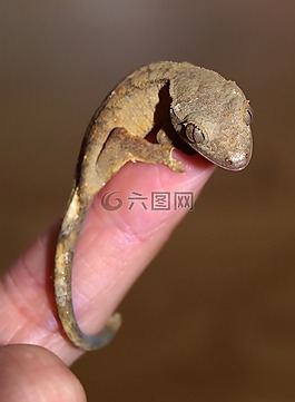 皇冠壁虎,爬行动物,壁虎
