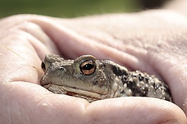 青蛙,蟾蜍,眼睛