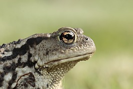 青蛙,蟾蜍,眼睛