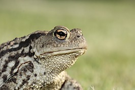 青蛙,蟾蜍,眼睛