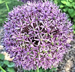 绣球,紫色,夏天