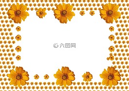 向日葵,相框,在白色的