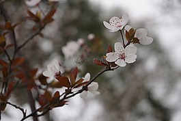 梅花,寒梅,初春