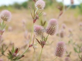 花,草地,湖
