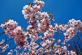 鲜花,春天,日本樱花盛开