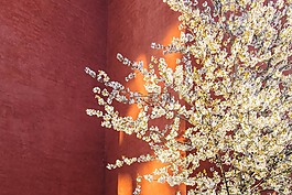 墙,花,光