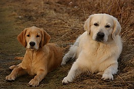 狗,猎犬,金毛猎犬