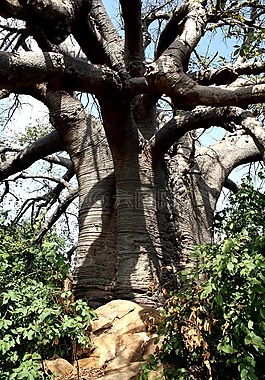 猴面包树,树,非洲