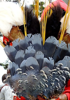 羽毛,灰色,皇冠