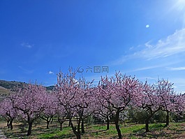 杏仁树林,开花的杏树,杏仁花