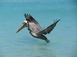鹈鹕,海洋,古巴