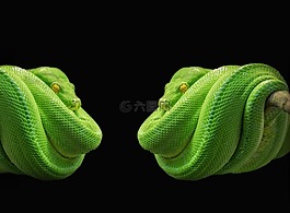 python,蛇,绿树蟒