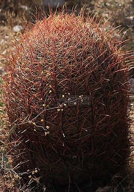 带刺,红色,多汁