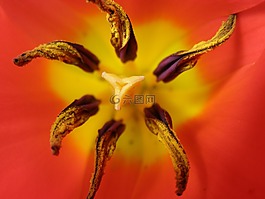 郁金香,邮票,蕊