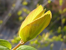性质,板簧,花园