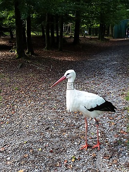 鹳,野生动物公园,鸟