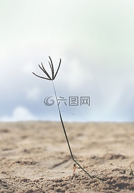 奇异性,海滩,沙