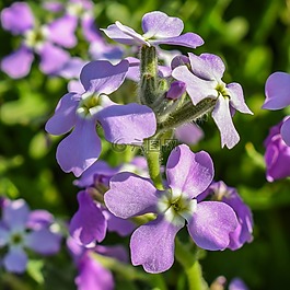 matthiola虎,野花,紫色