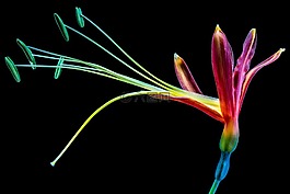 花,开花,丰富多彩