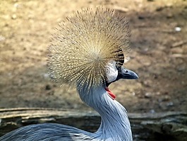 加冕,起重机,东部非洲丹顶鹤